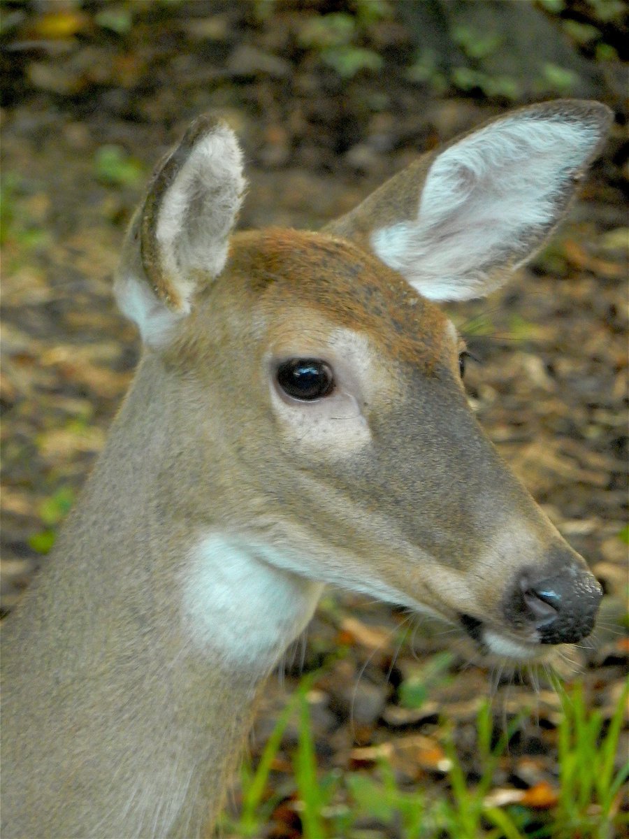mardays1's tweet photo. #backyarddeer #deer #wildlife #nature https://t.co/efc94mzk9z