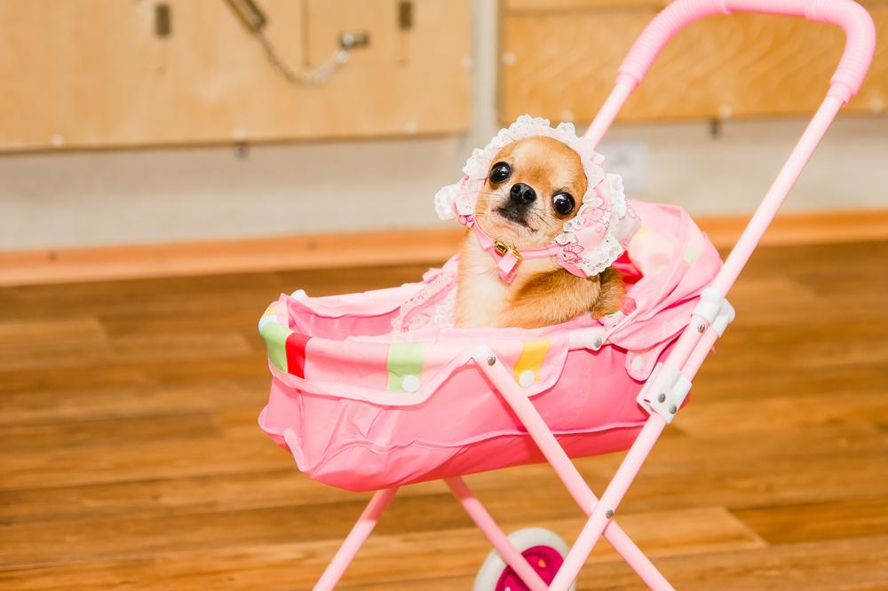 RuffTumbleCoats's tweet photo. Humanising Dogs
...Is it getting out of hand?
We take on this serious topic in our latest Dog Blog:
https://t.co/ToL8kmDdH4
#dogsoftwitter #doglovers #dogorhuman #dogblog https://t.co/ivedQvRr4a