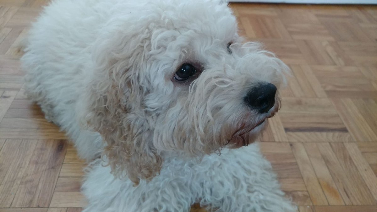 gracepoley's tweet photo. Five months old and he's starting to look more like a real dog and less like a stuffed animal 😭❤️ #stillmybaby #lilhank #cockapoo https://t.co/KhlV1T7ixZ
