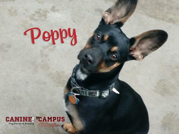 canine campus dog daycare & boarding