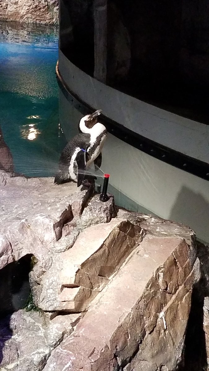 Penguins are used to these showers! See you <a href="/NEAQ/">New England Aquarium</a> for AGM's Annual Mtg!