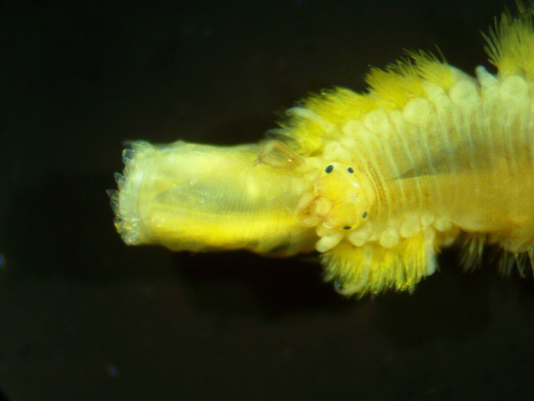 EddieRickard3's tweet photo. Scale worms just look totally bonkers #worm #polynoid #scaleworm #kelpholdfast #holdfastfauna #invertebrate #fauna #alien #marine #underwater https://t.co/47FPNwk6yp