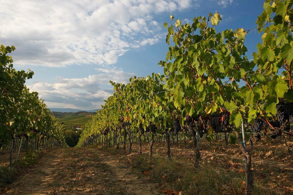 DalleVigne's tweet photo. In Italia #dalleVigne è un’azienda specializzata nella selezione e distribuzione di #vini italiani e stranieri di alta qualità. Creata nel 2002 da Cantine Leonardo da Vinci, oggi siamo presenti in oltre 60 Paesi nel mondo. https://t.co/gu1olSXyxw https://t.co/fTGkrPgRNu