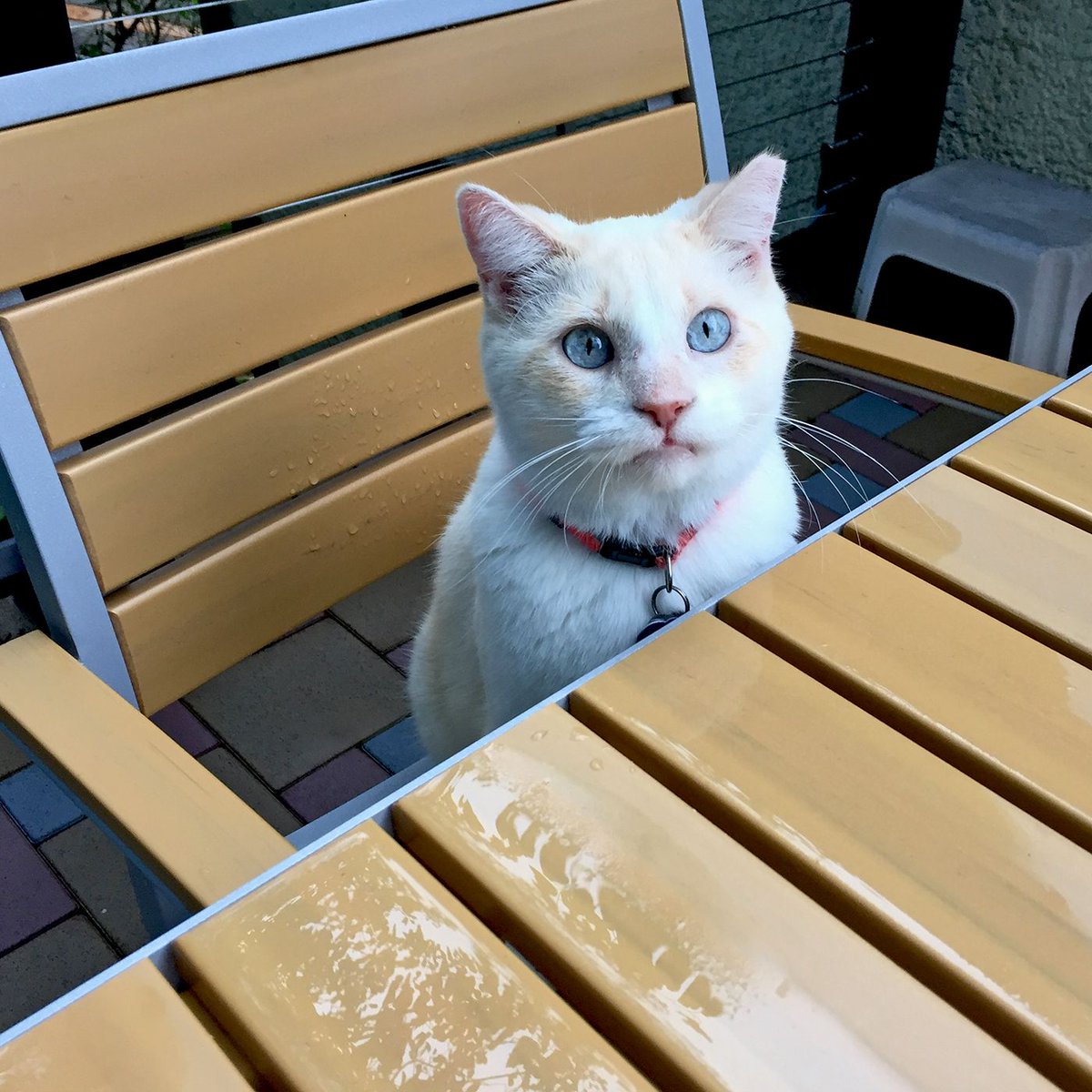 7PotClub's tweet photo. WHERE IS BREAKFAST #gardencat #gardenguard #hotpeppers #peppergarden #containergardening #northerngardener #minnesotagarden https://t.co/TdIHB47gnH