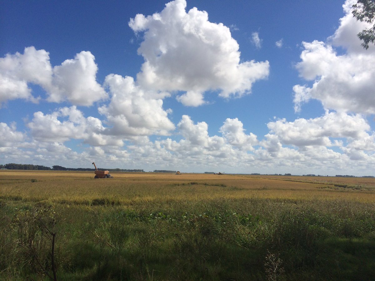 CipaCebollati's tweet photo. @AGofTheWorld Rice Harvest, Treinta y Tres, Uruguay https://t.co/6bweIckNOe