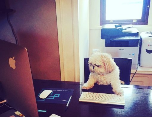 TBFcentral's tweet photo. Today @sbfcentral we had a #furry little helper stop in to give the #OfficeFairy a helping hand. #Pixiebell was a great help dealing with #emails and #SocialMedia.
#TeamTBF #creativeatwork #digitaldivas #lovemyjob #doglovers #shihtzu https://t.co/Tpzp3M9v83