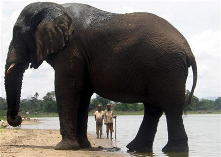 JordanWaCyema's tweet photo. A real definition of animal-human friend passed away,one of the best known elephant "MUTWARE"
#VisitRwanda #Rwanda #Mutware #RwOT #Kigali https://t.co/JNvIKZ4VxF