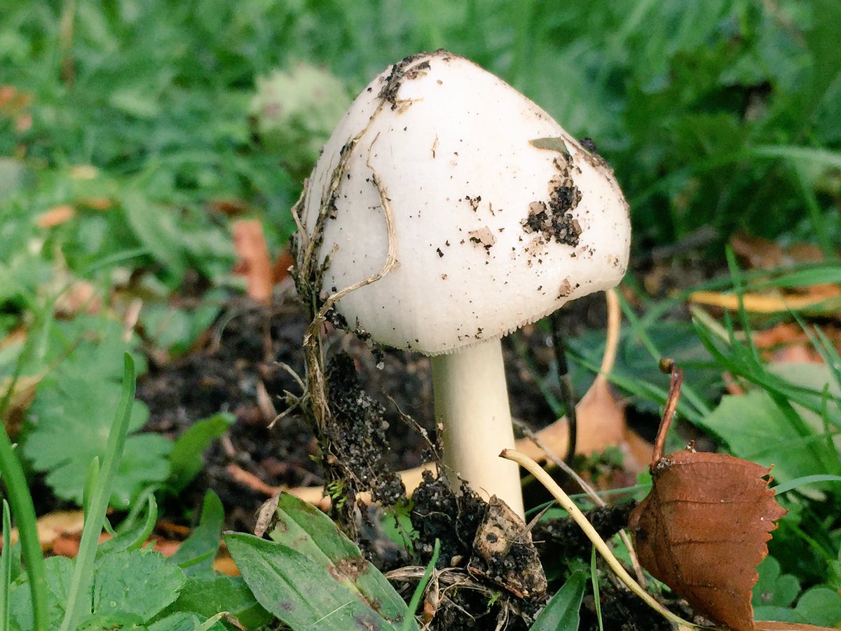 Fungi Friday. #fungi @BritishFungi