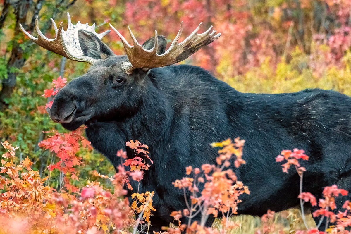 DaveKochPhoto's tweet photo. On The Trail

#utah #Wasatch #Fall #Evening #Moose #Wildlife #lake #water #DaveKochPhoto #BullMooose #WasatchNationalForest #WasatchForest #UtahLiveElevated #VisitUtah #beUtahful #igutah #landscape #outdoors #utahisrad #utahphotograph #utahillustrated #wildlifephotography https://t.co/U2lQG75z4O