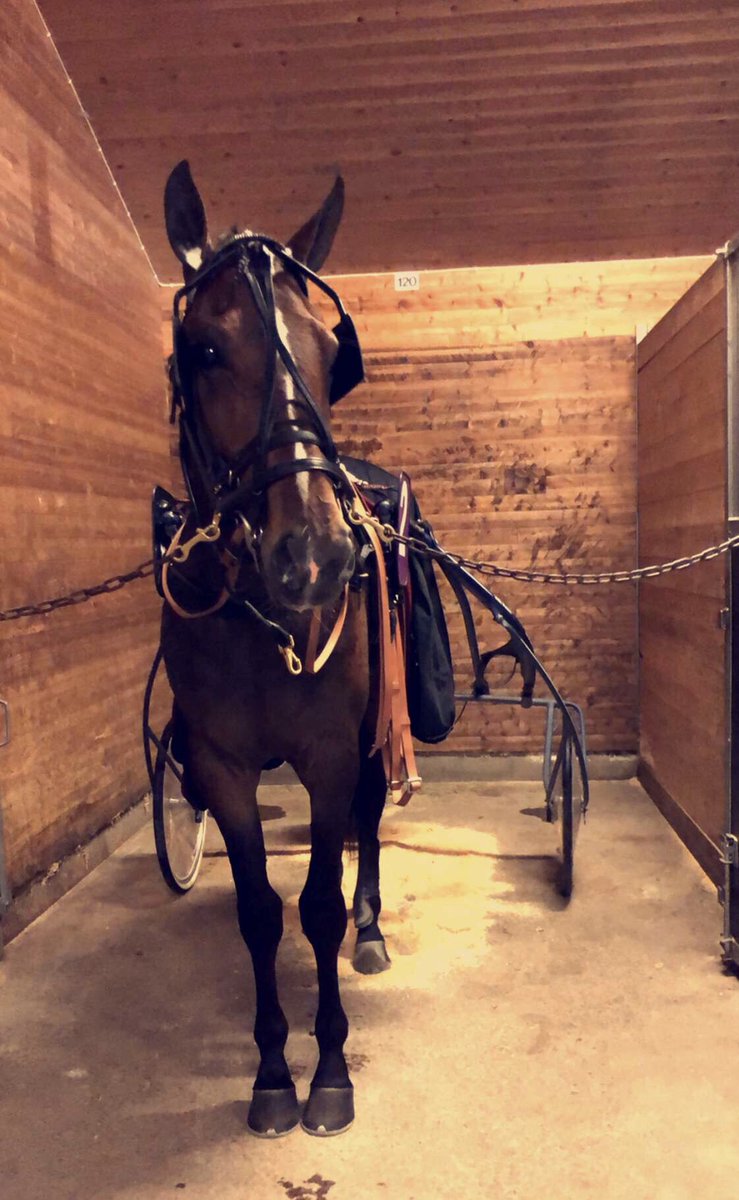 Explosive Rain går godkjent prøveløp på 18,5!🌟 #2yo #stallhamre