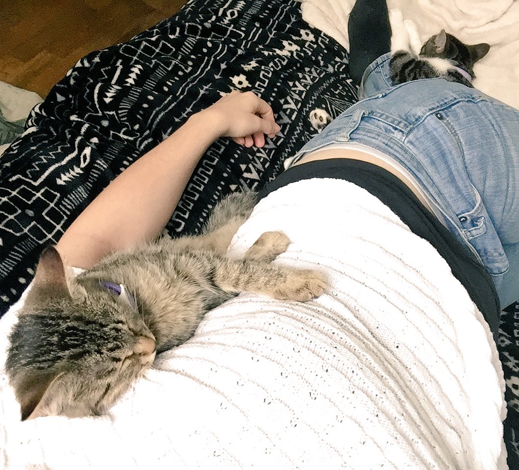 midwestmuseclub's tweet photo. My cats love me more than my kids today ๐คท๐ปโโ๏ธ
#catsoftwitter #Caturday #catlover #catlady #nappingcats https://t.co/85Vck45jZb