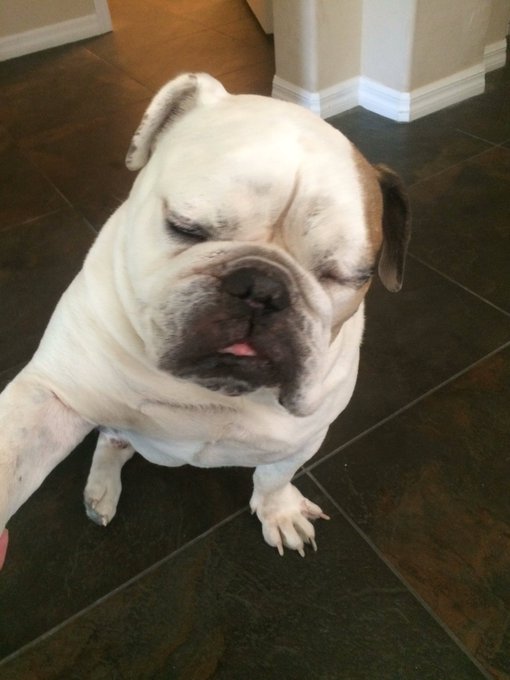 For those of you asking about Smokey, he is getting a little bit better the ulcer on his eye is pretty<a href="/tag/bulldog"class="tags"><span>#bulldog</span></a>