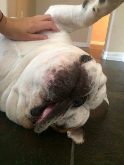 For those of you asking about Smokey, he is getting a little bit better the ulcer on his eye is pretty<a href="/tag/bulldog"class="tags"><span>#bulldog</span></a>
