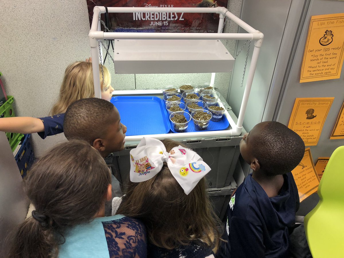 grahamteach1st's tweet photo. Enjoying how my First Graders are loving our New Plants unit in Science!! @WBSDHuskies https://t.co/Cqpd4uGLdt
