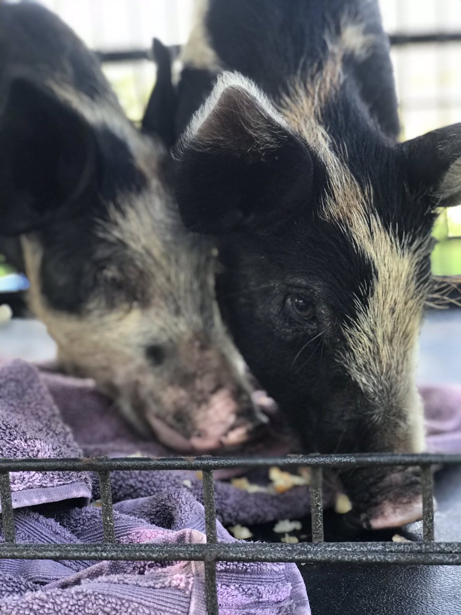 GeekyHomestead's tweet photo. Meet Hog Solo (right) and Chewbacon (left)! Our newest addition here at the Geeky Homestead #piggy #piglet #starwars #geeks #nerd #baconseeds https://t.co/d0OuWFB0vV