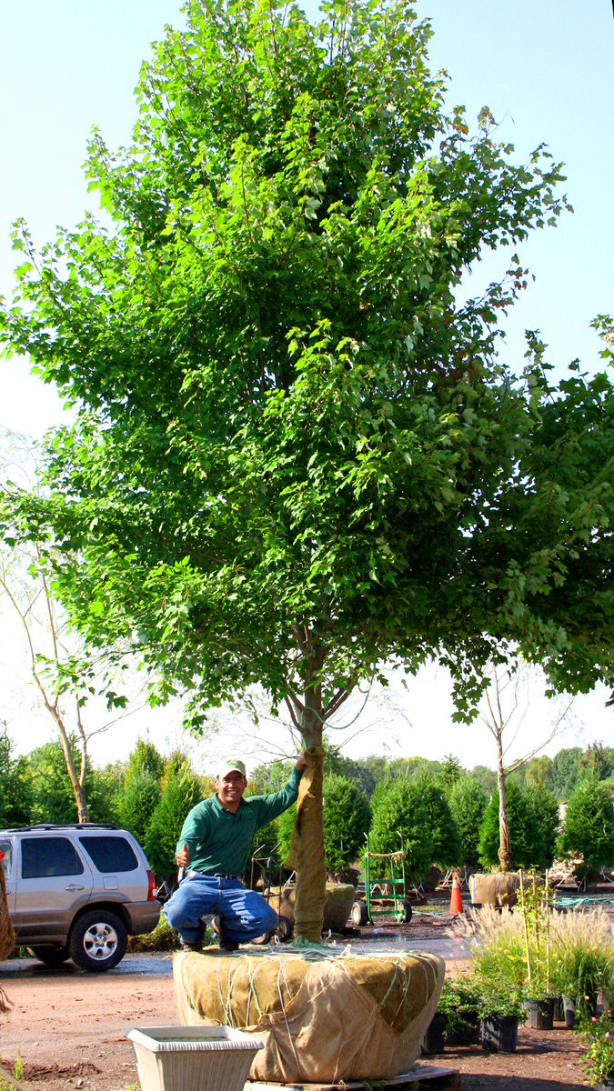 caliperfarms's tweet image. Our Nursery is well-stocked with a superb selection of large trees that we grow and care for locally in Belle Mead, NJ. Autumn is perfect for planting so call us today to find out more.  #largetrees #shadetrees #evergreens #autumn #perfectforplanting #bellemead #caliperfarms