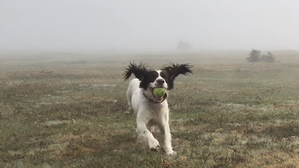 PATDogMilo's tweet image. Washed my flapometers in the mist yesterday and now I can’t do anything with them! #SpanielProblems