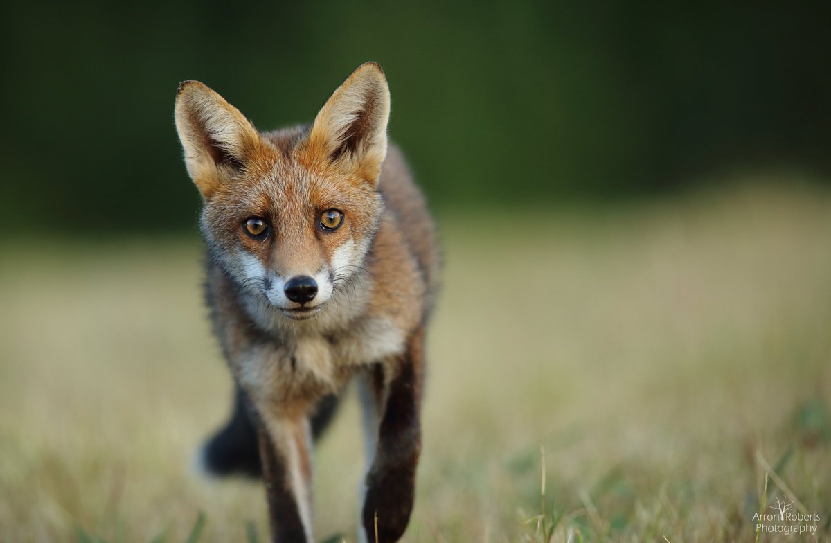 This year I've been lucky to follow a rural fox family close to home. They were very wary of people proving a challenge to photograph. Here's the only shot I managed to get this season @wildlife_uk <a href="/BBCSpringwatch/">BBC Springwatch</a> <a href="/Mammal_Society/">Mammal Society</a> <a href="/iNatureUK/">iNatureUK</a>