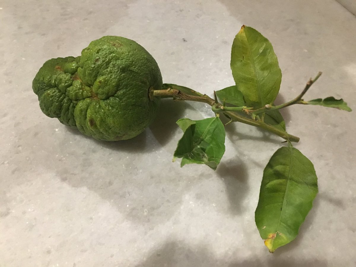 Dandelion_Sarah's tweet photo. Citron, the ugly first citrus in Europe, brought from Persia by soldiers of Alexander the Great. Leaves make a wonderful liqueur in Greece, Naxos, today https://t.co/Gsu1GrG9fA