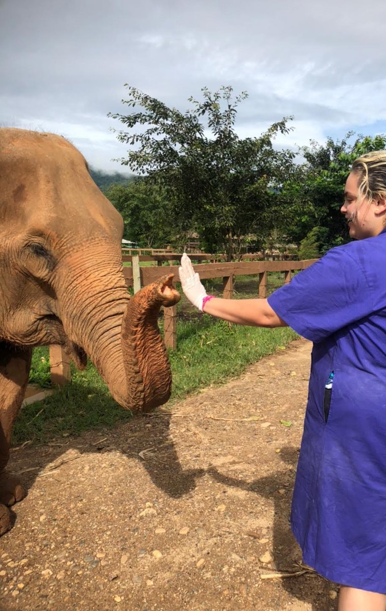 IUSBCLAS's tweet photo. Cassandra Reyes, an @IUSouthBend psychology student, spent three weeks in Thailand helping animals and studying conservation with @loopabroad! https://t.co/6s2ofjm5Gf