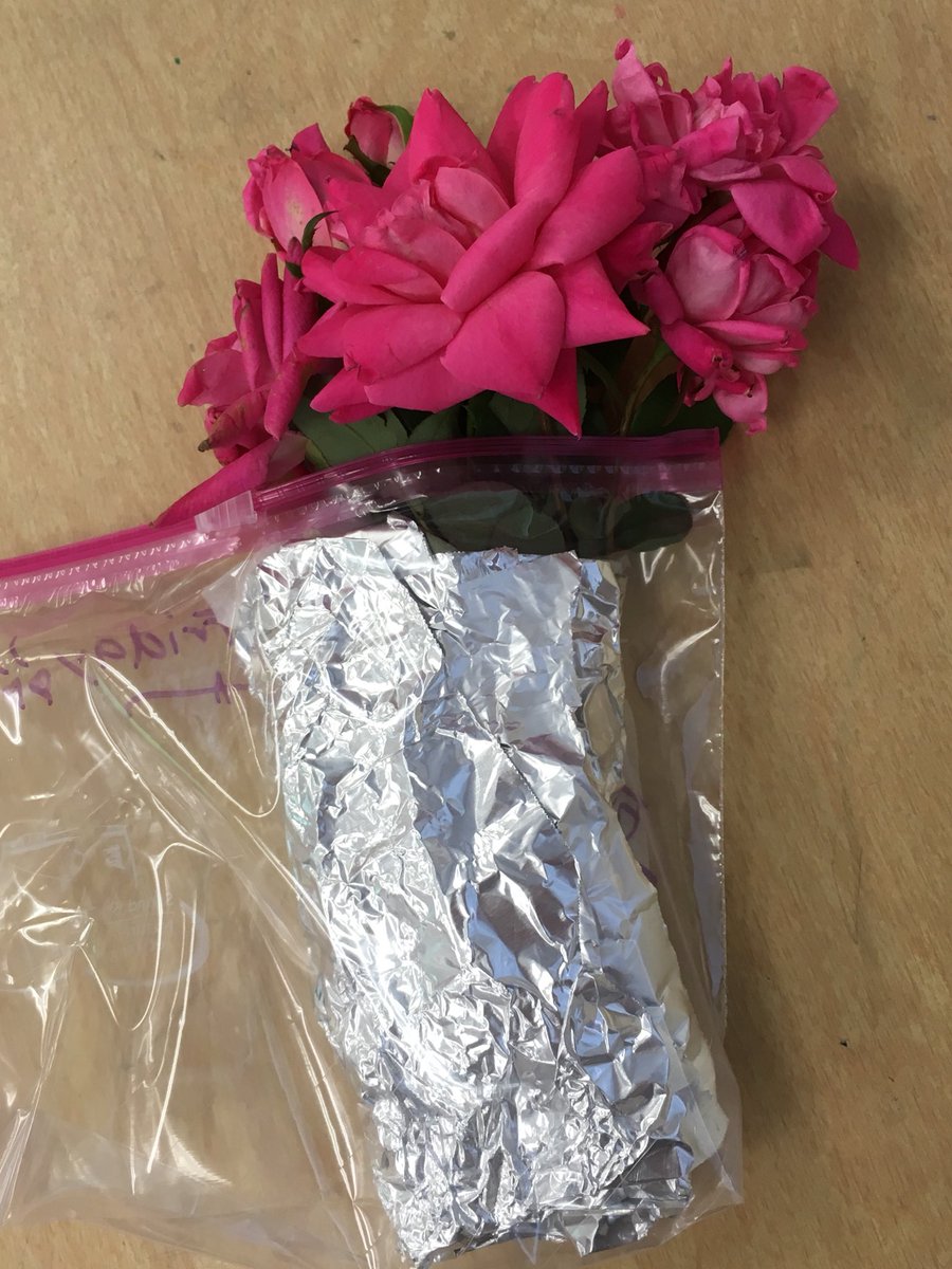 LindseyFiore's tweet photo. Thank you to the teacher who took a moment to promote acts of kindness! Yesterday, 2 students anonymously left notes on my door and ran away! Today, a student picked me roses! Thank you for making me smile &amp; feel special! https://t.co/Ymab9JxHNC