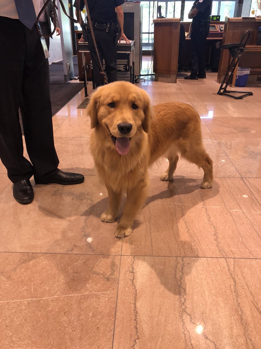 kira_lerner's tweet image. Today I learned that Friday is dog day in the Senate. This is Liho and he works in @brianschatz’s office. 10/10, would vote to confirm.