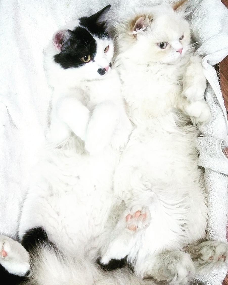 Yootabart's tweet photo. My cute cats 💝 #Yootab #animals #Environment #art #music #animallover #Environmentalists #beauty #bigcat #یوتاب https://t.co/i3WlR163af