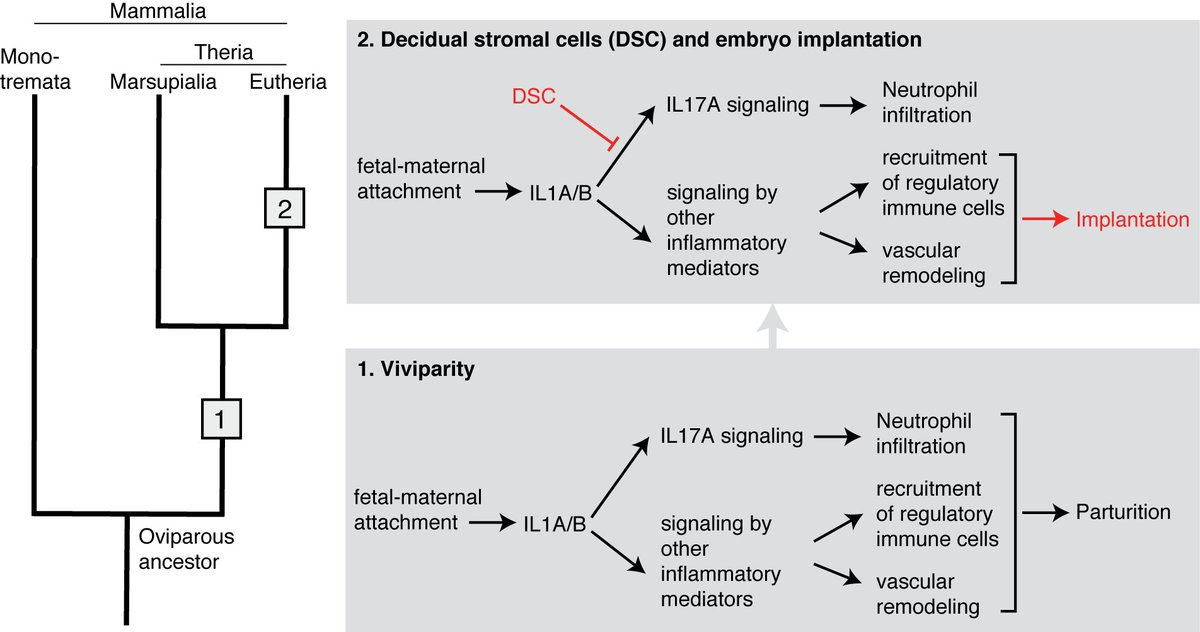 ArunRChavan's tweet photo. In this preprint, we show how embryo implantation evolved by modification of an ancestral inflammatory response. https://t.co/gYBAsJDKi9 https://t.co/1UnfHG89pj