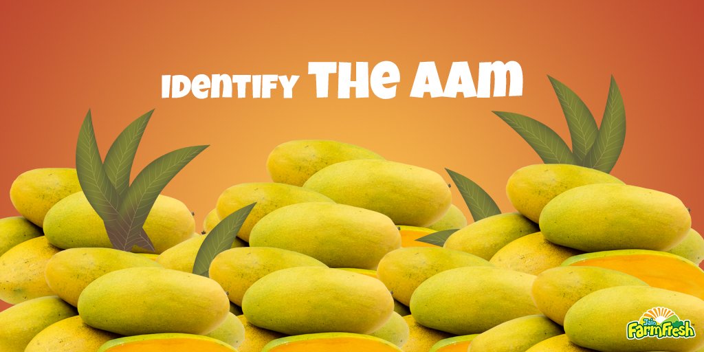 jff_fruzen's tweet photo. Largely grown in Malihabad area of Uttar Pradesh, this variety of mangoes can effortlessly conquer your hearts with their sweetness and aroma.
Can you identify them?
#IdentifyTheAam #AamRus #ContestAlert #Contest https://t.co/8XhKEQQAgG