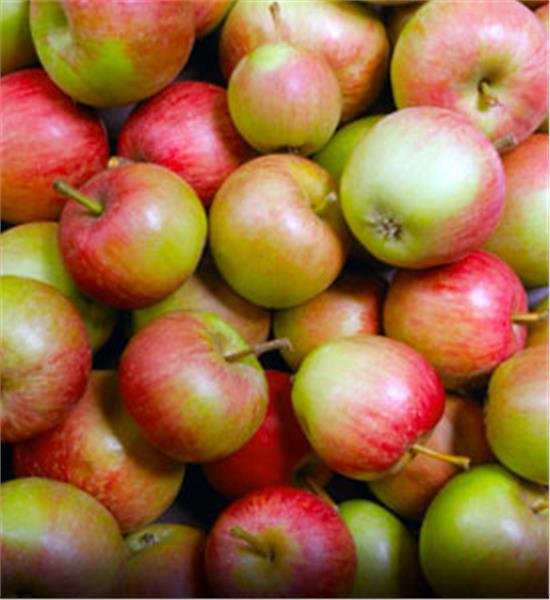 Mr_Ingalls's tweet photo. It's hard to believe fall is here. Seems like summer had just begun.  Harvesting apples, turnips, carrots and root crops to put into the soddy for winter use. Life on the prairie can brutal during winter months.  Having such comforts keeps us all cheerful. #THPrairieLife https://t.co/XR2Y39YGcy