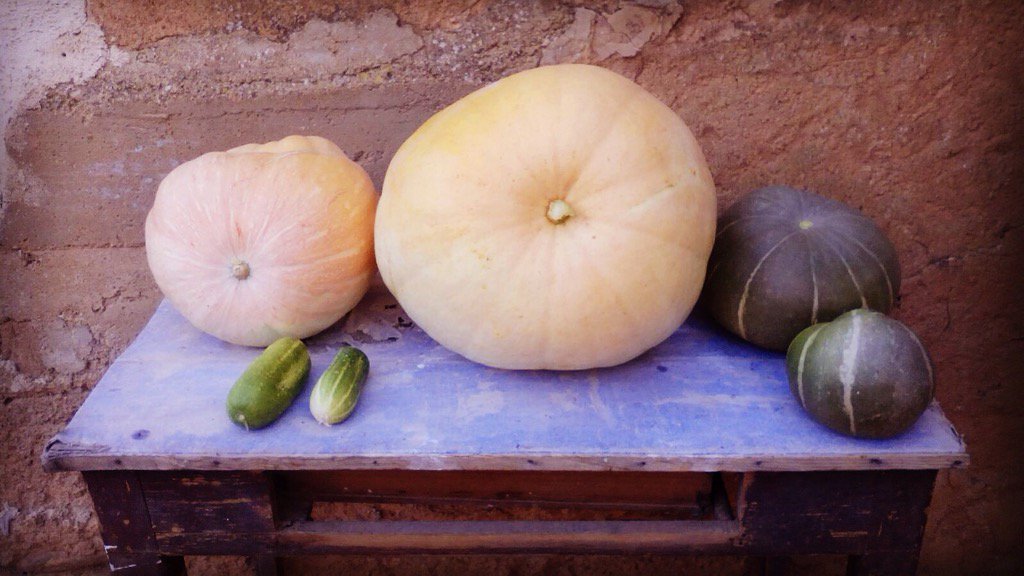 CesarRoman_'s tweet photo. calabazas https://t.co/gjl6EIo28q