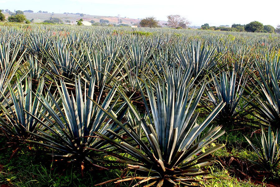 Disfruta Paisaje Agavero <a href="/rutadeltequila/">Ruta Del Tequila</a> <a href="/CRTequila/">C.R. Tequila</a> <a href="/cofradia360/">Cofradia Turistico</a> <a href="/camaratequilera/">Cámara Tequilera</a> <a href="/JaliscoEsMexico/">Jalisco Es México</a> <a href="/Secturjal/">Secretaría de Turismo de Jalisco</a> <a href="/SECTUR_mx/">SECTUR México</a> <a href="/VisitMexico_CR/">VisitMexico</a>  #JaliscoEsMexico  #rutadeltequila #toursxtequila #mexicotequilatours #tequilajalisco #tours #travel #tequila #visitmexico