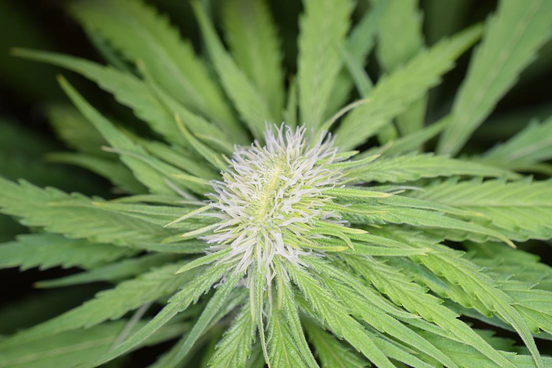 polyploid hashtag on Twitter