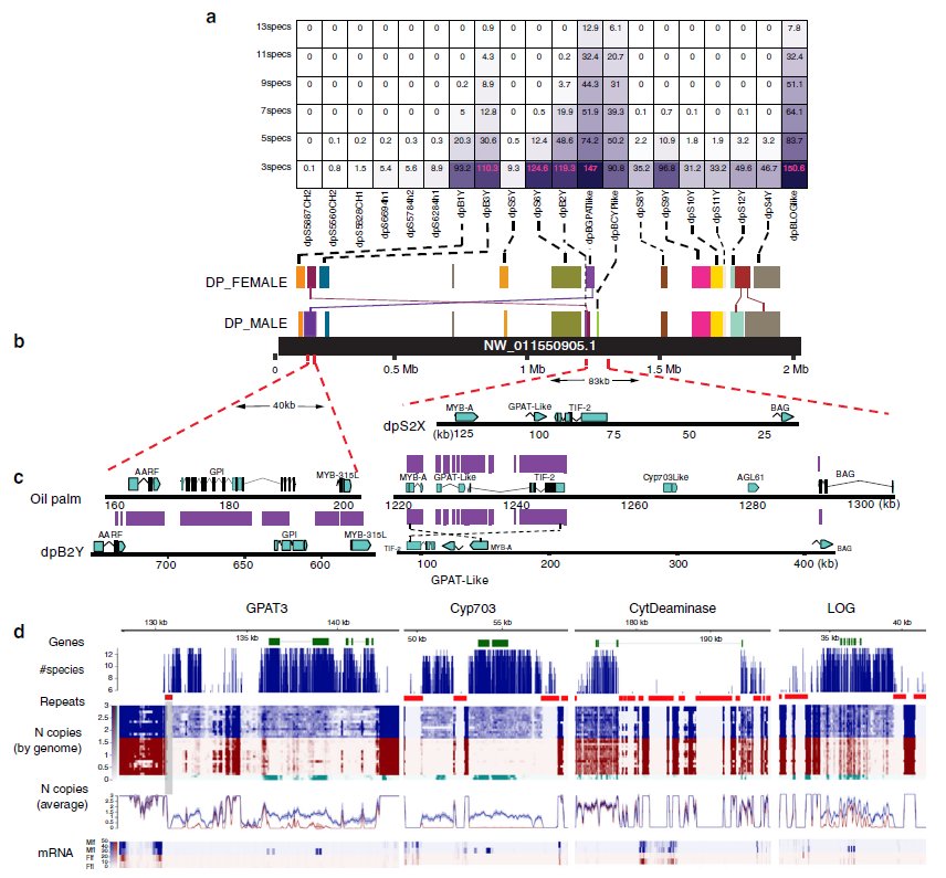 ksuhre's tweet photo. Ever wondered how sex determination works in date palm? Certainly! 😉Then read the answer in our new @NatureComms paper "Genus-wide sequencing supports a two-locus model for sex-determination in Phoenix" https://t.co/DxMtLBgwlt ... funded by @QF and @QNRF #Qatar https://t.co/XLzGISJg8R