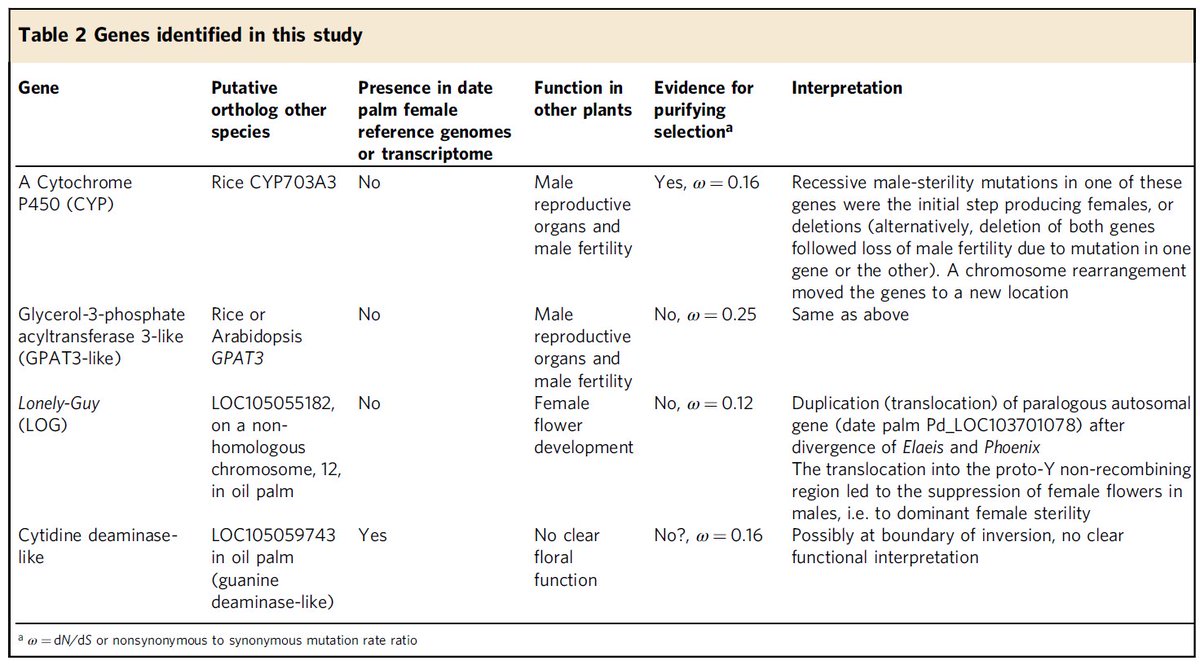 ksuhre's tweet photo. Ever wondered how sex determination works in date palm? Certainly! 😉Then read the answer in our new @NatureComms paper "Genus-wide sequencing supports a two-locus model for sex-determination in Phoenix" https://t.co/DxMtLBgwlt ... funded by @QF and @QNRF #Qatar https://t.co/XLzGISJg8R