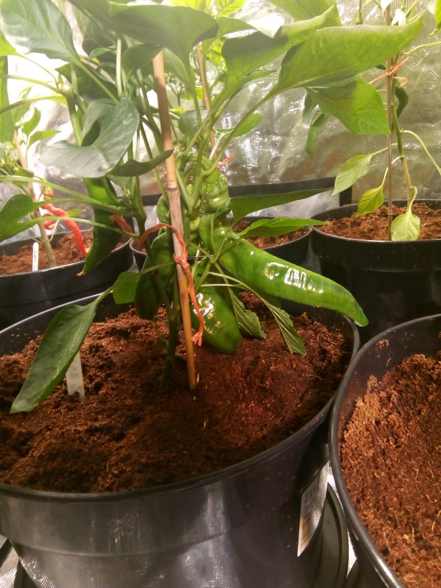 Chilli's growing happily in the GoGro #SelfWatering #IndoorGrowing #TheGrowHub #Trials #Testing #GrowYourOwn