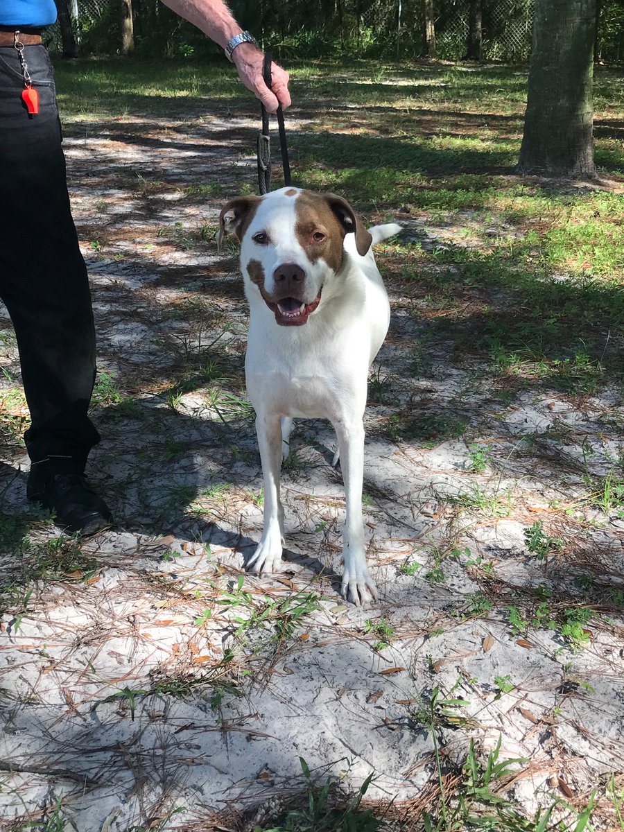 He may look like a tough guy, but Chance is actually a champion snuggler. He is so gentle and sweet around everyone. He would love it if you came by the shelter to meet him and give him a Chance! #adoptdontshop #dogsoftwitter #animalrescue #animalshelter #snugglebunny