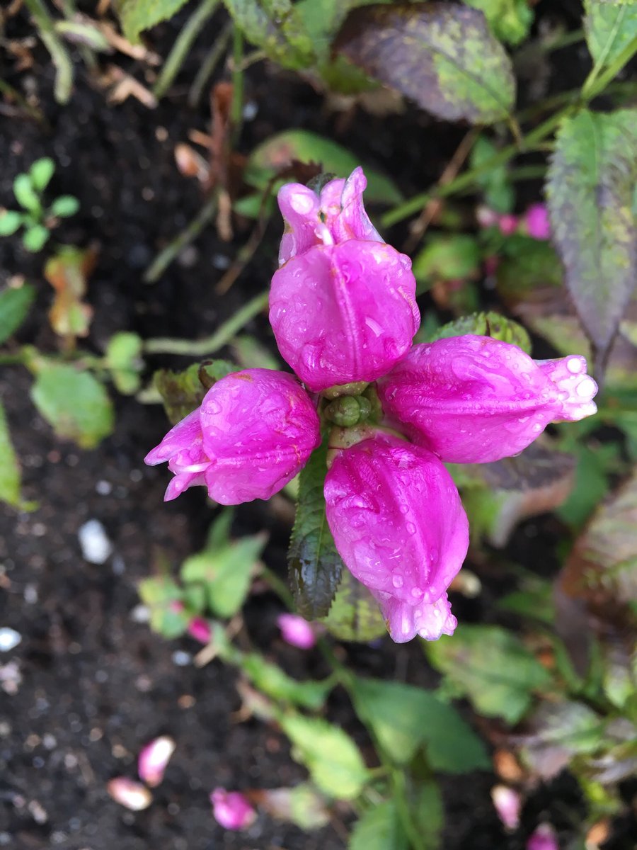 QuantifiedPlnt's tweet photo. Flowers are still in bloom in #Stockholm despite the chilly fall weather. #planet15 #biodiversity https://t.co/1yiFOCgjPD