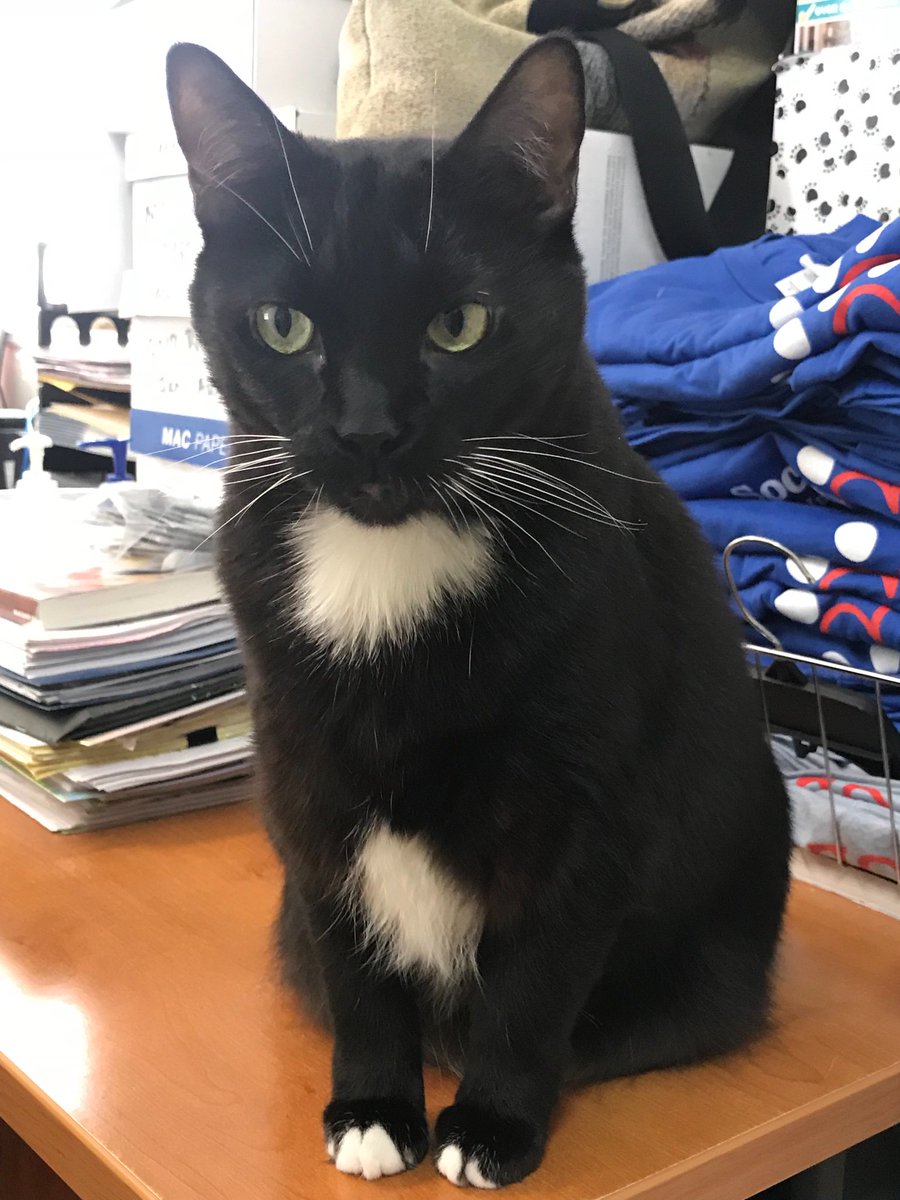 “I am ready for my close up!” Lillith is an 8 year old office cat that just loves to have her picture taken, lounge around, and watch you hard at work. She’s available for adoption today! #adoptdontshop #animalrescue #animalshelter  #catlover #officecat #comebyandsayhi