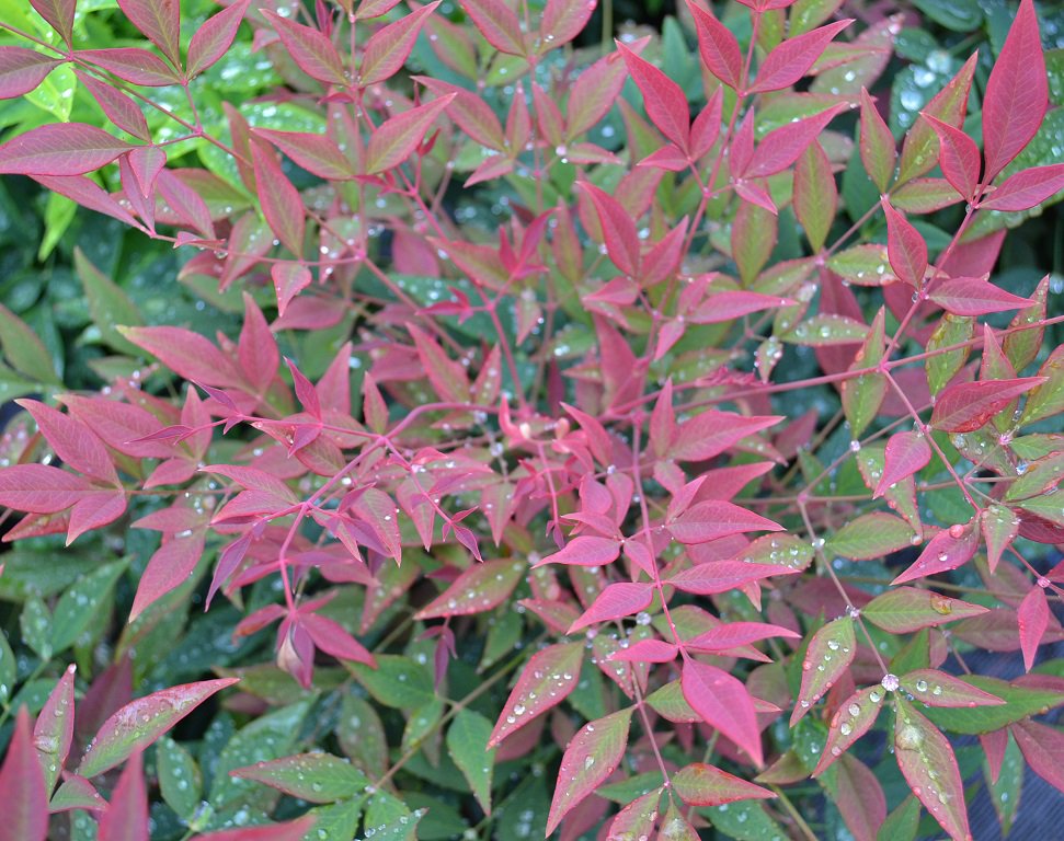 WyevaleNurs's tweet photo. Nandina Obsessed is a dense and compact #plant that has bright red young leaves. It’s also ideal for containers. Please RT. https://t.co/q97G8CBels