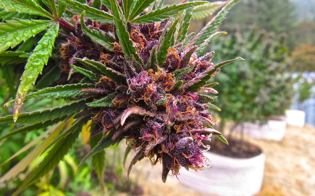 Airavida's tweet photo. Beyond THC: It’s Time to Assert the Primacy of #Terpenes https://t.co/jc8Xs1ZQ0s #CannabisMatters https://t.co/Qy9tC5P587