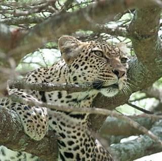 go4kilimanjaro's tweet photo. Keep calm, it's Friday!
info@go4kilimanjaro
#weekend #thrillseekers #fff #ff #travelgram #Tanzania #cheetah #africa #safari #Travel #traveller #travellers #travelling #adventureoflifetime #vacation #nature #travelphotography #photography https://t.co/vZ39Z8NrDi