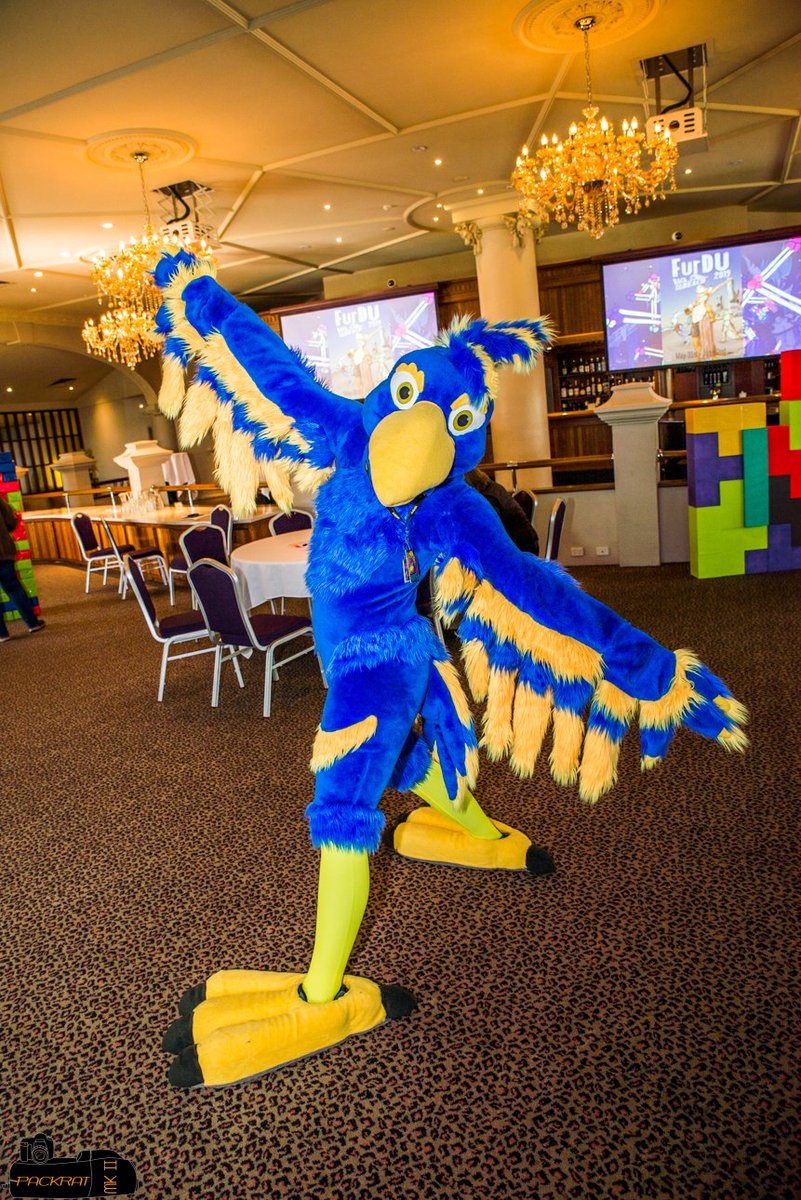 YukeWeiss's tweet photo. Look sharp! Me at #WAFF2018 in the ballroom. Photo by PackRatMkII on Flickr #Fursuit #FursuitFriday #Bird #Perth https://t.co/XWv25zPa7P