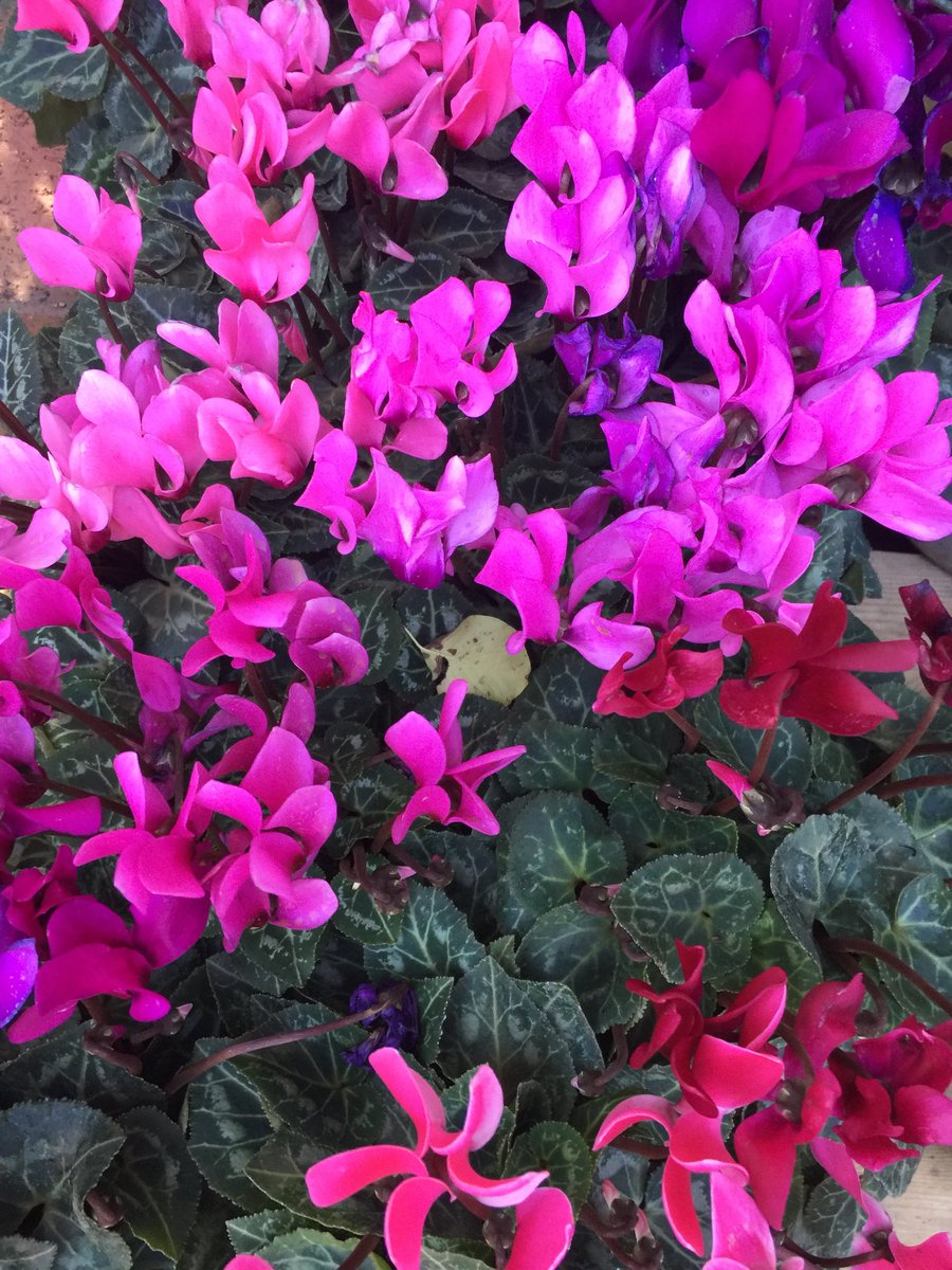 north wales sheds tweet media