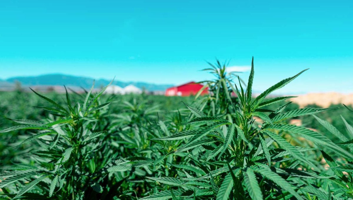 Factors to consider when shopping for a CBD product.
consumerreports.org/mariju…/how-to-shop-for-cbd/ #cbd #bhangers #cbdlife #cbdoil #hemp #hempculture #topical #edibles #tinctures #wellness #healingwithoutthehigh #goldenoil #medicinal #mmj #cannabisculture