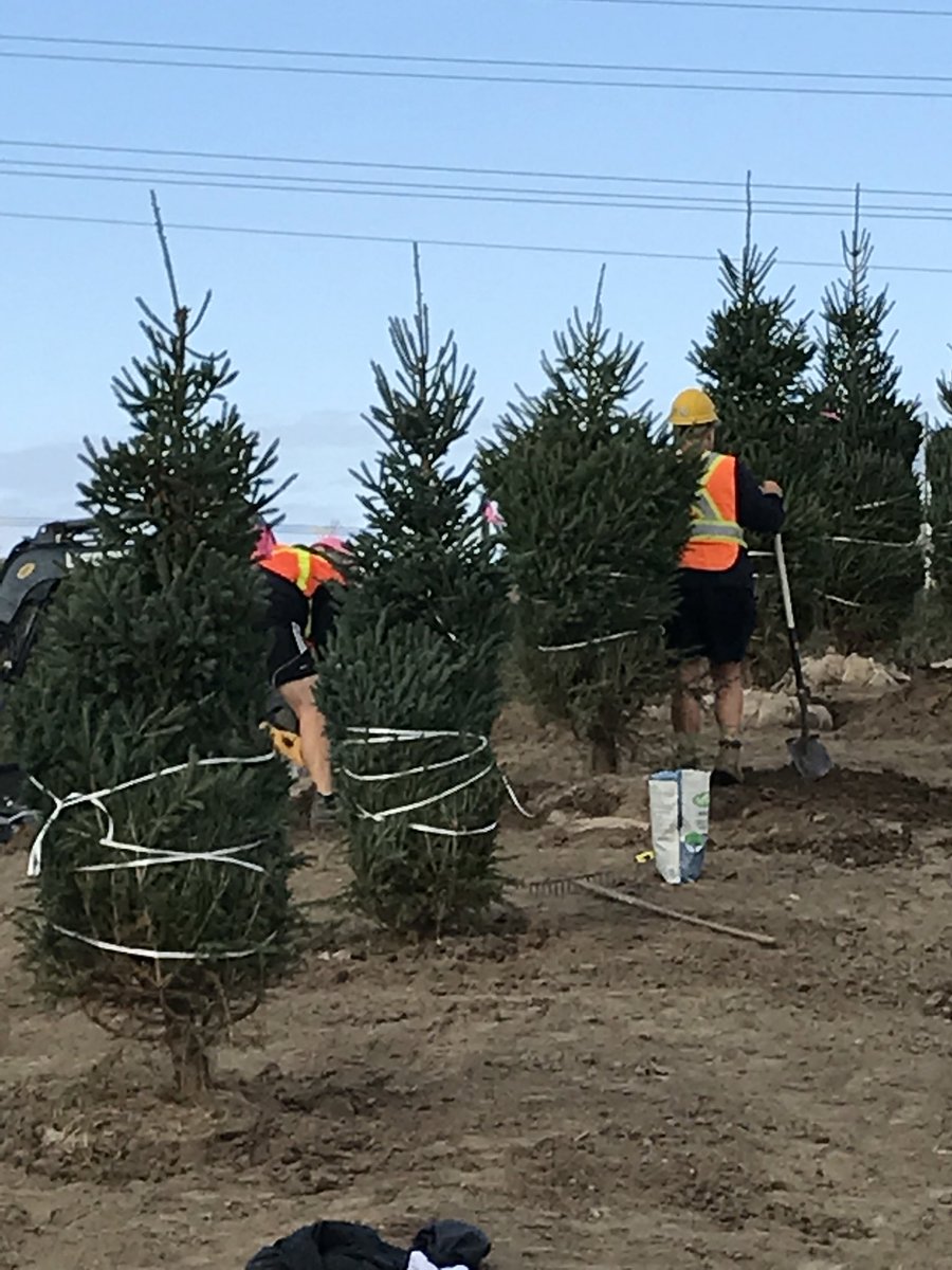 Getting some greenery on the berm! Thank you Triple J Tree Farms