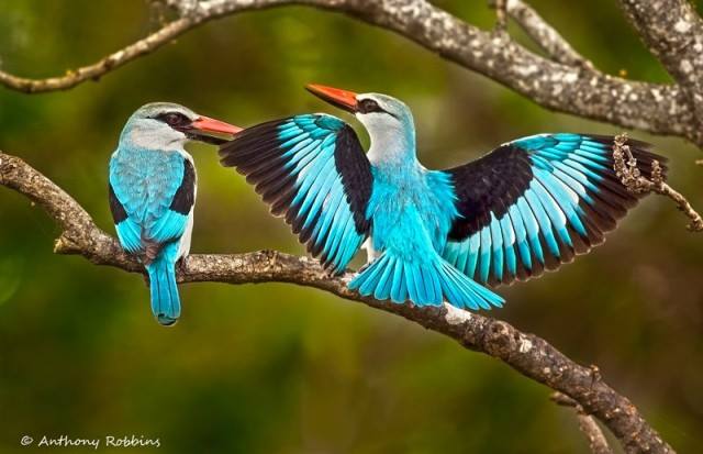 BWGovernment's tweet photo. BOTSWANA TURNS 52 |Bagaetsho we wish you a happy, relaxed and safe holidays #Botswana52 #UnitedAndProud #BlueBlackAndWhite https://t.co/6wtWiUA7J9
