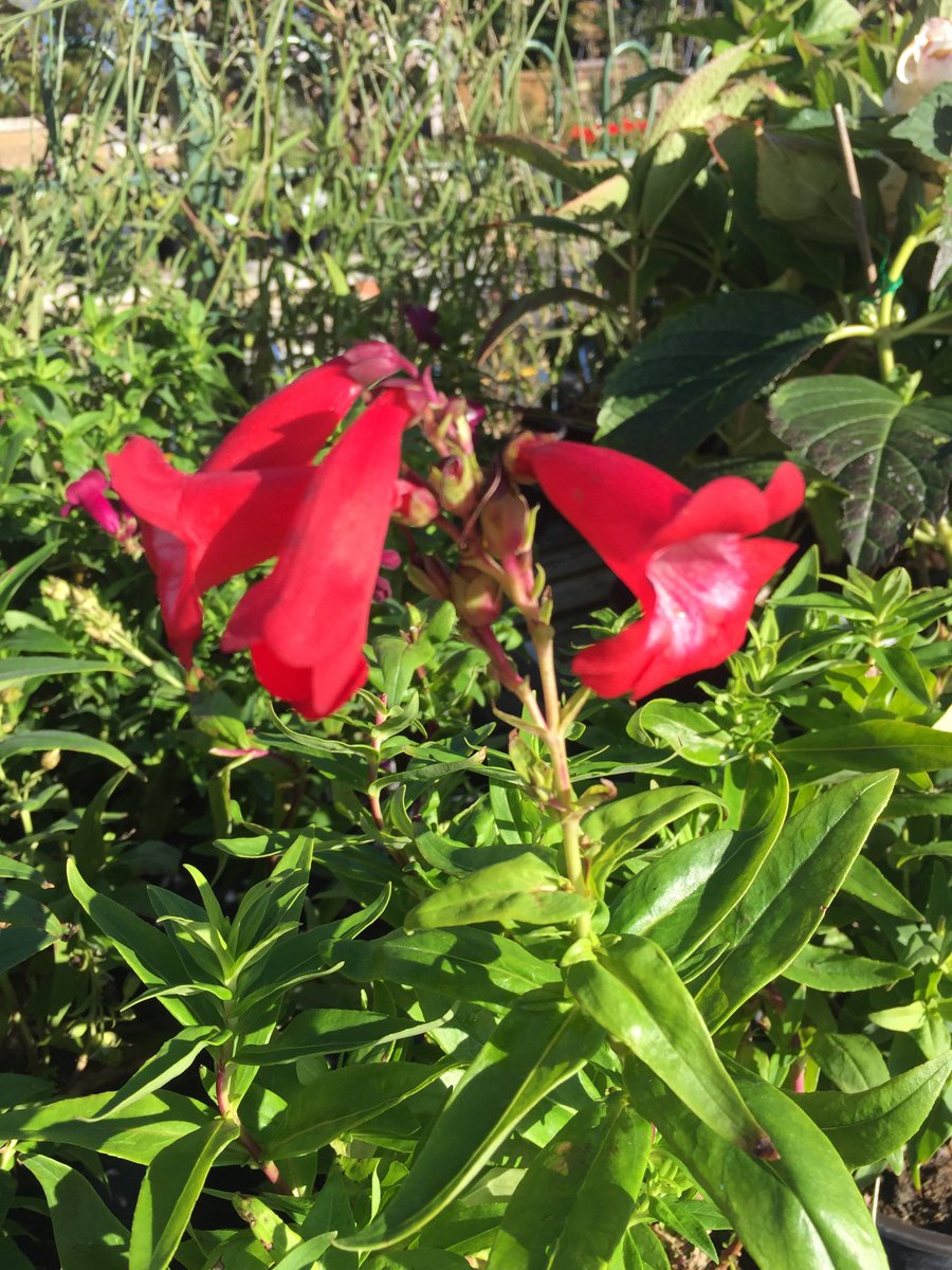 north wales sheds tweet media