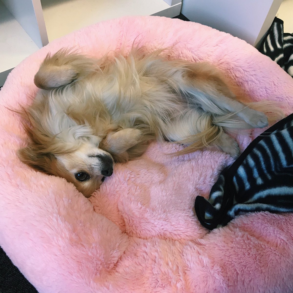TeamHaystack's tweet photo. Lucy is excited that it's finally Friday and the end of her working week. Team Haystack have loved having her in the office and we are all going to miss her so much π₯ Come back soon Lucy #teamhaystack #dogsoftwitter https://t.co/83swEh8DFj