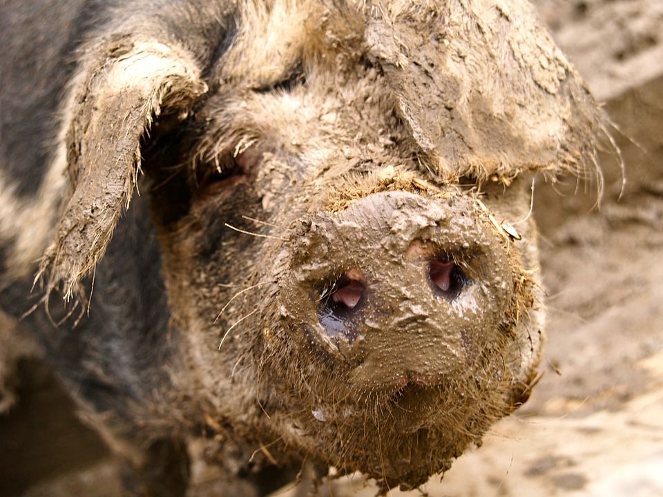 farmsnotfactory's tweet photo. #DidYouKnow: Pigs have ineffective sweat glands, and therefore wallow in mud to cool themselves down. The idiom ‘sweating like a pig’ actually has nothing to do with pigs, but allegedly comes from smelting pig iron, which sweats as it cools. #PigPops https://t.co/jfHZRD12Ju
